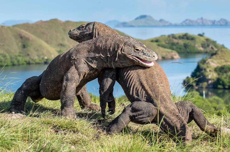 Komodo dragons fighting. Indonesia