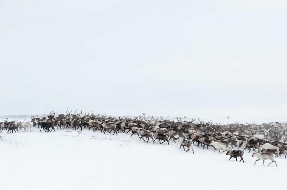 Reindeers in Siberia