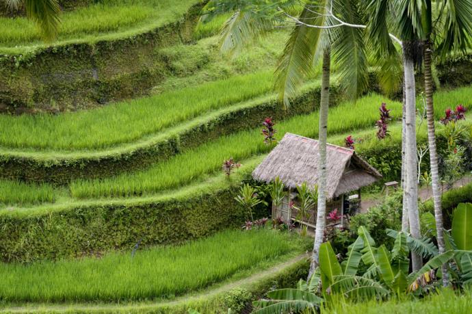 Bali rice terraces in Indonesia