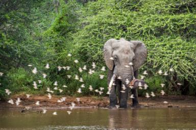 Going on a safari in South Africa: useful tips