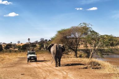 Tailormade safari in Tanzania: the great parks
