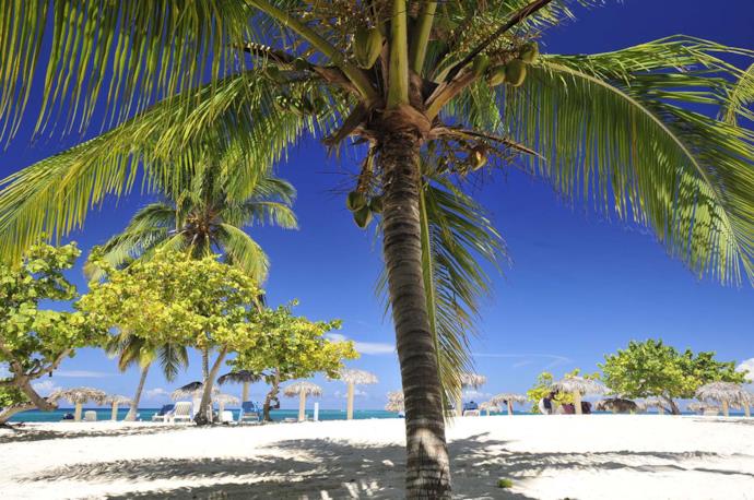 Palm on a Cuban beach
