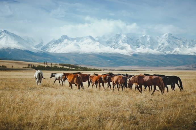 A group of wild horses in Altai, Siberia
