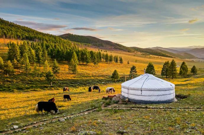 Traditional tent in Mongolia with horses