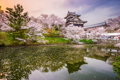 Hanami: the cherry blossom in Japan