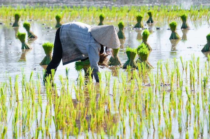 Rice farmer in Vietnam picking rice