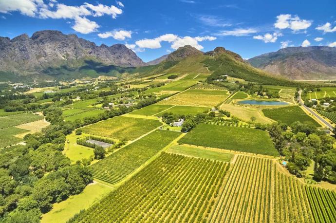 Beautiful vineyards in Franschoek, South Africa