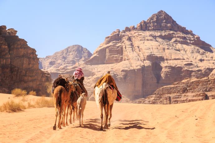 Camels in Petra in Jordan