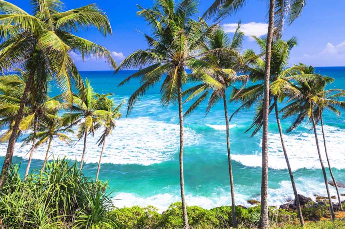 Palm trees on a beach in Sri Lanka