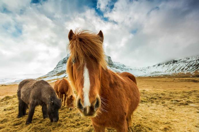 Typical horses from Iceland