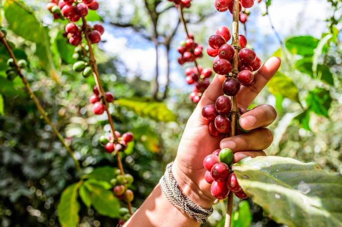 Picking coffee beans in Guatemala