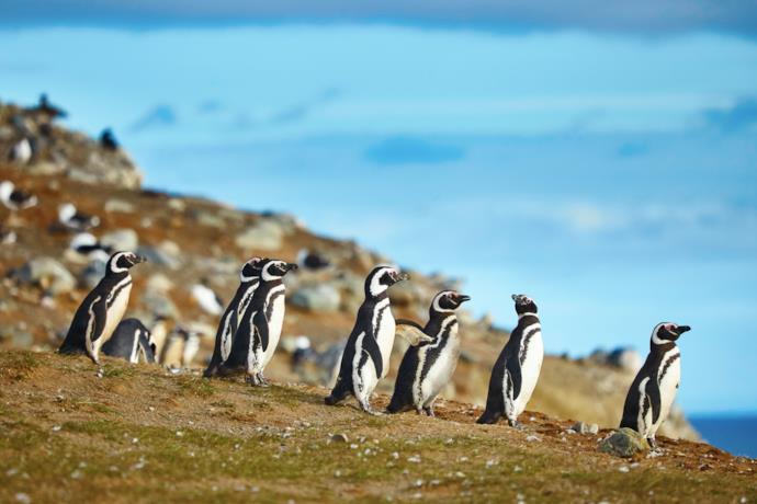 Magellan Penguins in Chile