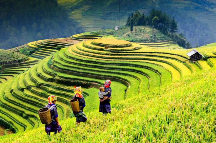 Women in a rice field, Vietnam