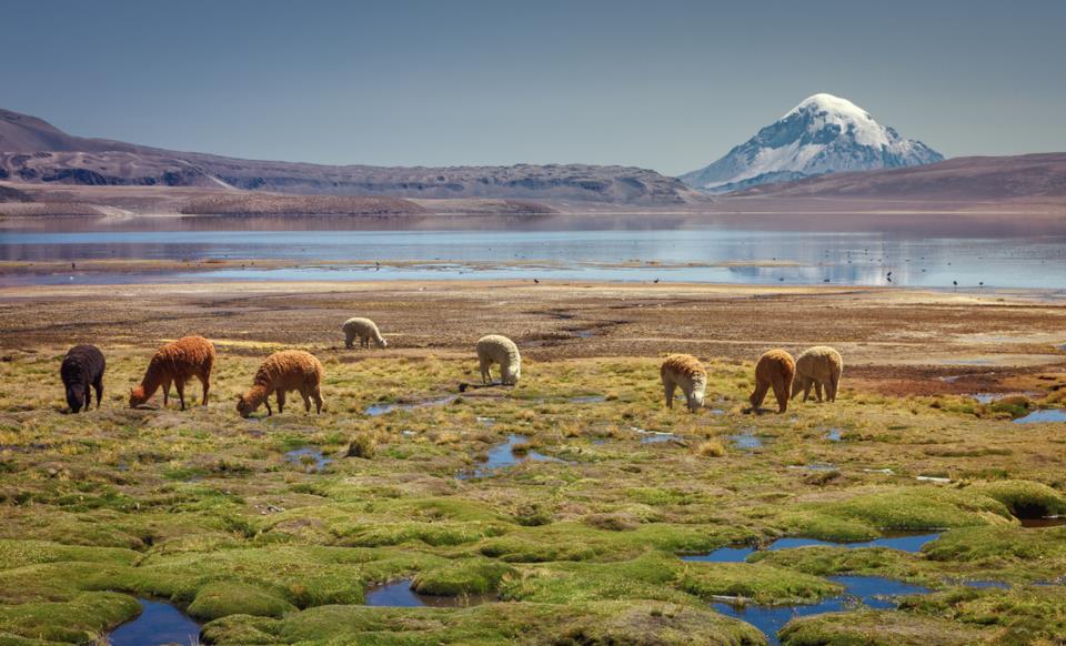 Alpaca in Cile