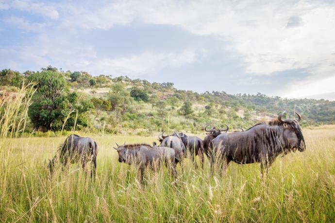 Gruppo di bufali nel Pilanesberg national park, Sudafrica