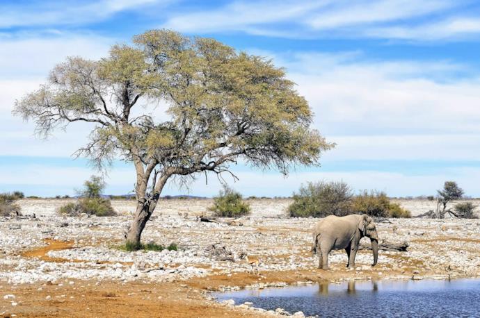Safari in Namibia 