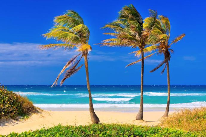 Palme in una giornata ventosa presso la spiaggia a Varadero, Cuba