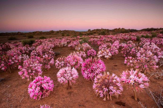 Alcuni fiori nel deserto del namaqualand in Sudafrica