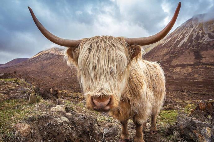 Mucca della Highlands, Scozia