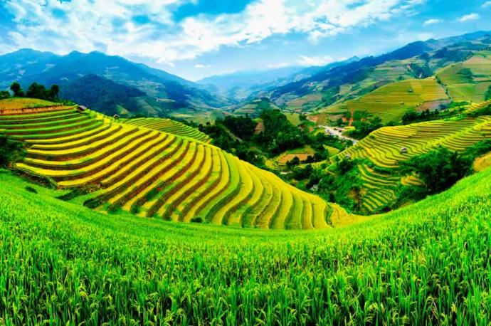 Terrazzamento con coltivazione di riso, Vietnam