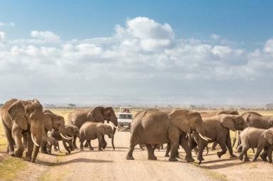 Viaggi sostenibili e safari più green: consigli e itinerari per viaggiare rispettando l’ambiente