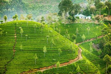 Il tè di Ceylon, un viaggio tra le coltivazioni dello Sri Lanka