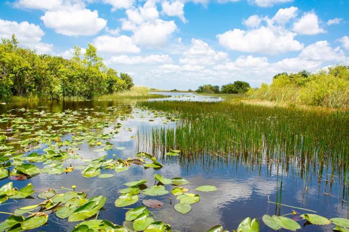 Un acquitrino nel Parco nazionale Everglades negli Usa