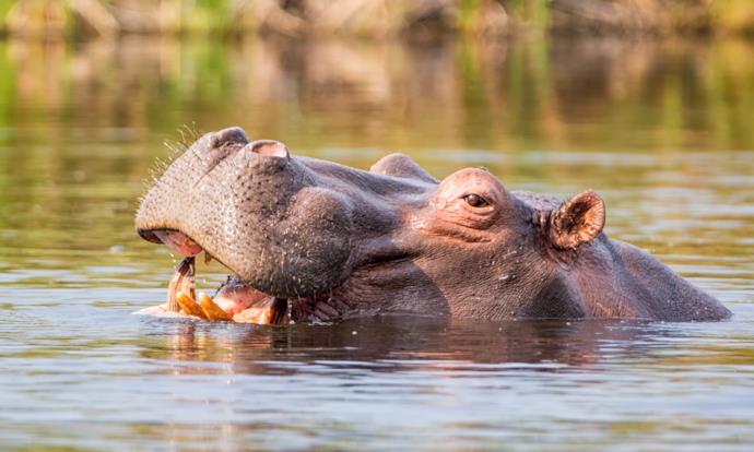 Un ippopotamo fa il bagno in namibia