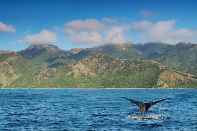 Whale watching a Kaikoura