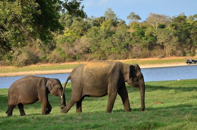 Alcuni esemplari di elefanti in Sri Lanka