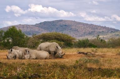 Sudafrica: le migliori offerte di viaggio tra safari, città e oceano