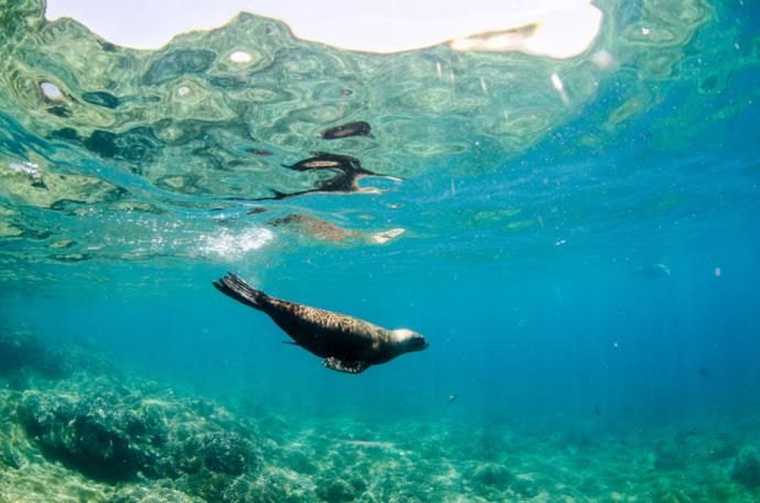 Leone marino nuota nelle acque della Baja California, Messico