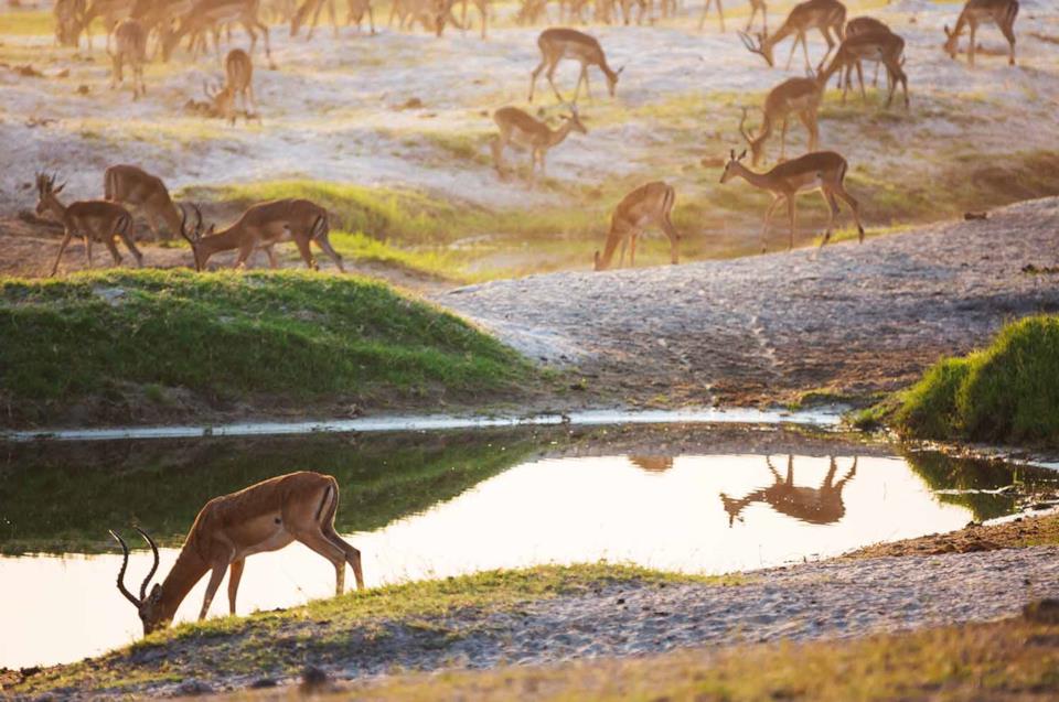 Antilopi si abbeverano in una pozza d'acqua in un parco del Sudafrica