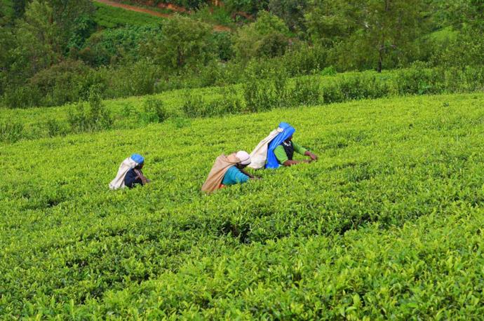 Contadini cingalesi raccolgono il tè in una piantagione di Ceylon