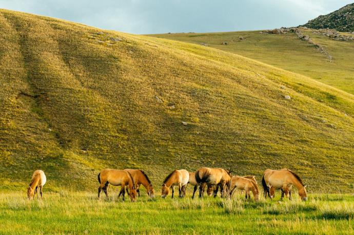 Un gruppo di cavalli selvatici in Mongolia