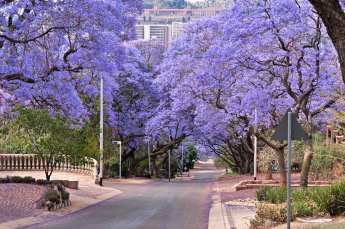 Viale alberato fiorito a Pretoria, Sudafrica