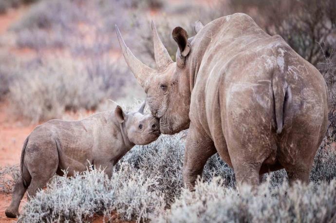 Mamma rinoceronte con il suo cucciolo in Sudafrica