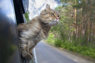Gatti e viaggi: le mete imperdibili per gli amanti dei gatti