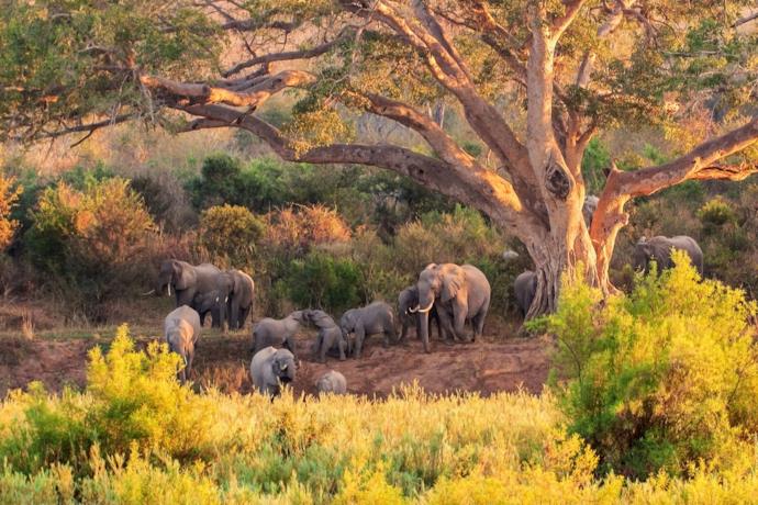 Gruppo di elefanti in un parco nazionale in Sudafrica