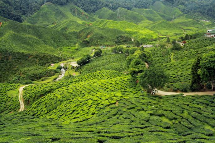 India, veduta di piantagioni di tè