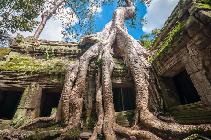 Tempio di Ta Prohm in Cambogia