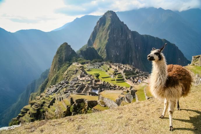 Lama e di Machu Picchu