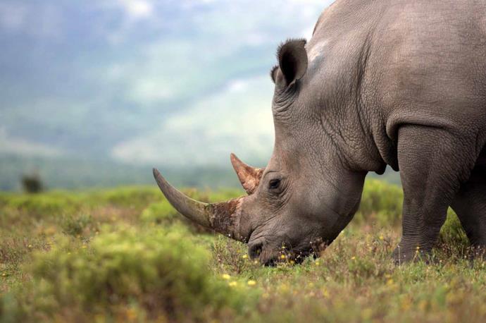 Un rinoceronte bruca l'erba in un parco nazionale del Sudafrica