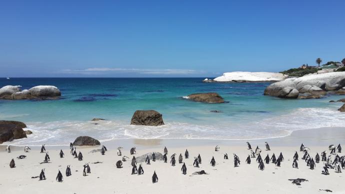 I pinguini di Boulders Beach in Sud Africa