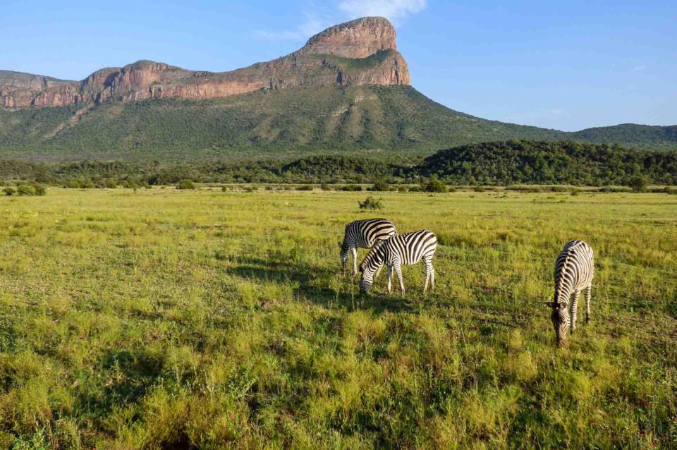 Tre zebre brucano in un parco nazionale del Sudafrica
