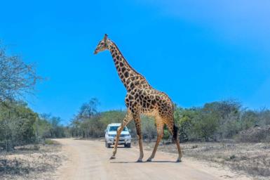 Vacanze in Africa: i 10 safari più belli