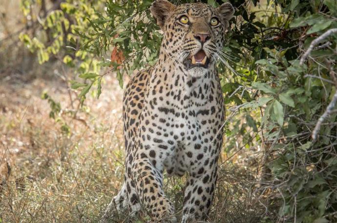 Un leopardo in un parco nazionale in Sudafrica
