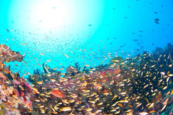 Pesci colorati nei fondali delle Maldive
