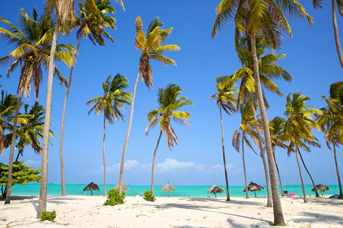 Spiaggia di palme a Zanzibar