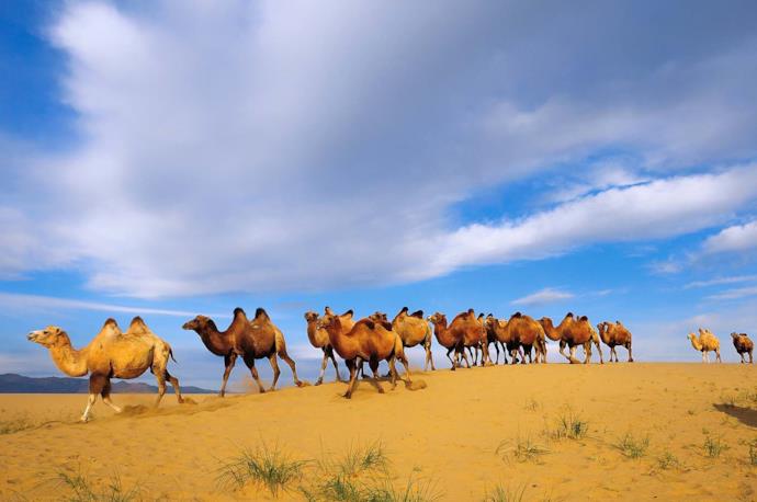 Fila di cammelli nel deserto in Mongolia